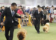2015廊坊宠物用品展暨CKU全犬种冠军展