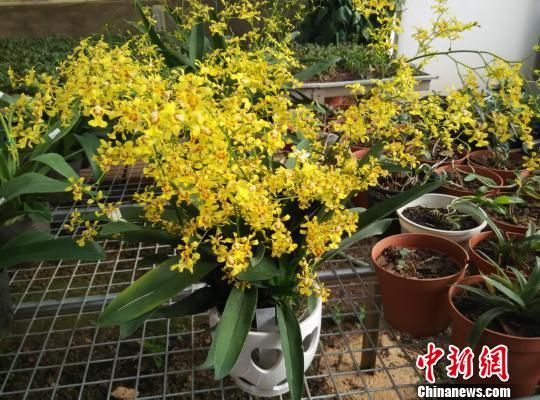 第十六届中国昆明国际花展下月开幕多国花商赴会