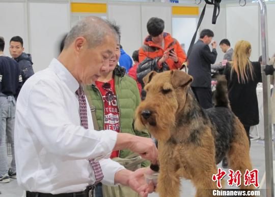 上海国际犬博会名犬汇集3000余只萌宠齐聚一堂