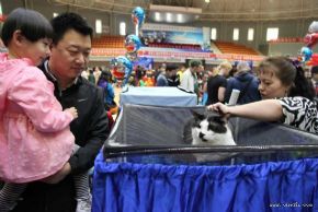黑河举办首届中国黑河国际名猫展览会