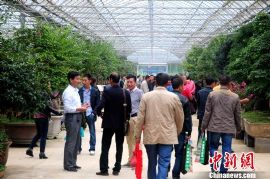 江苏沭阳花木节国庆前开幕吸客 首日收金超亿元