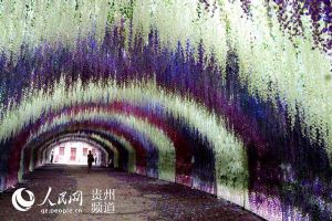 贵州六盘水首届花卉博览会启幕