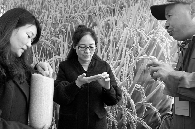 中国（原阳）稻米博览会开幕 原阳大米“吸睛”又“吸金”